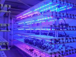 China Greenhouse T5 LED fluorescent plant grow lights for lettuce , cabbage for sale