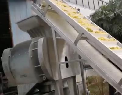 Cina macchina dell'estratto del succo di agrumi, dispositivo di rimozione della pelle dell'agrume, attrezzatura dello sbucciatore dell'agrume in vendita