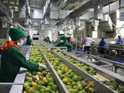 Китай пульпа плода 380V 50HZ 10T/Hr делая машину для манго продается