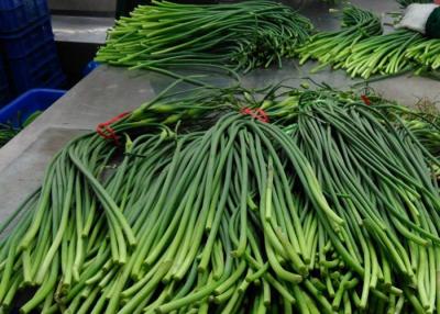 Cina germogli crescenti dell'aglio cinese lungo di 55cm in vendita
