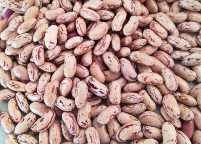 Chine Cuisson instantanée tachetée légère de pot de haricots nains à vendre