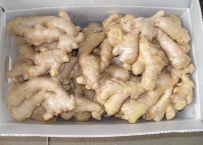 China 250g Chinese no sprout Air Dried Ginger for sale