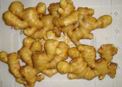 China 6.5kg pack 200g Brightly Yellow Air Dried Ginger for sale