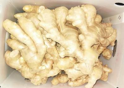 China SGS 150g Natural  Air Dried Ginger for sale