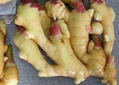 China 300g Air Dried Ginger yellow for sale