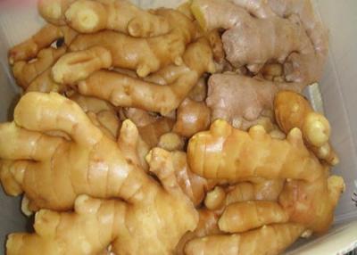 China SGS organic Fresh Air Dried ginger to cure cough for sale