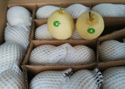 China Crisp Chinese White Pear for sale