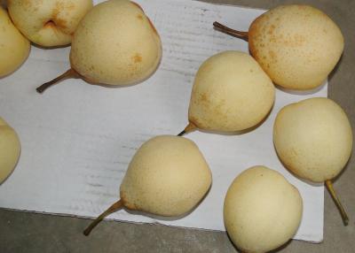 China Farm Chinese Ya Pears for sale
