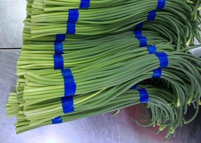 China HACCP Fresh Garlic Bolt for sale
