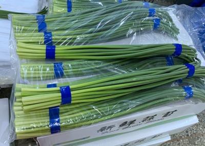 China 250g bundle HACCP garlic growing stems for sale