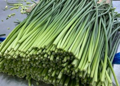 China GLOBAL GAP 200g bundle Fresh Garlic Bolt Spout for sale