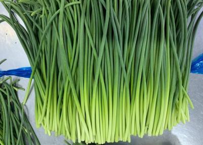 China 35cm Young Fresh Garlic Bolt Shoot for sale