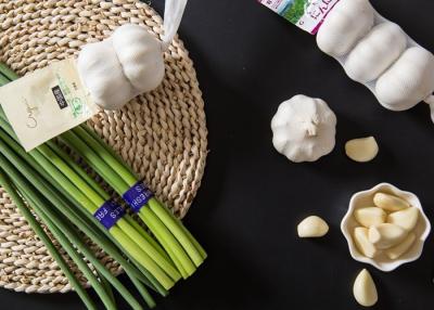 China Ajo comestible que brota la caja fuerte verde para comer en venta