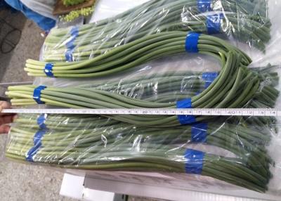 Китай Зеленый цвет ростков чеснока HACCP 45cm китайский продается
