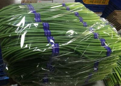 China Garlic Growing Green Stems Stalks Sprouts for sale