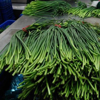China Diámetro los 0.9cm del lanzamiento del ajo del verde del grado de la longitud A del FDA los 32cm en venta