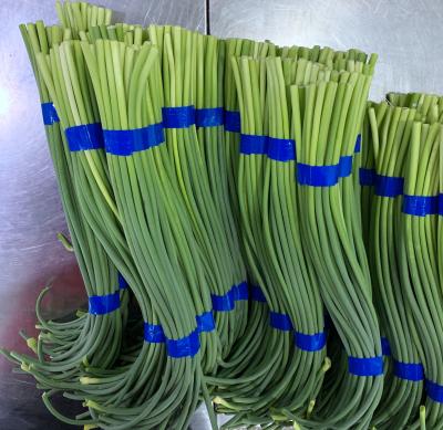 China Length 45cm Fresh Garlic Bolt Garlic Sprout 10kgs/Carton for sale