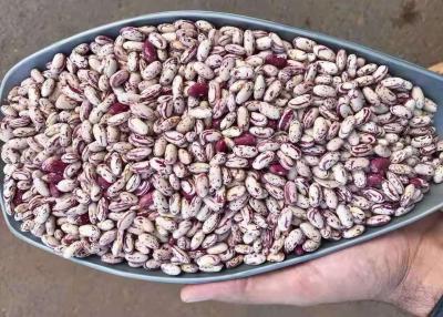 Chine La lumière a tacheté le rein sec Bean To Yemen a séché Pinto Beans à vendre