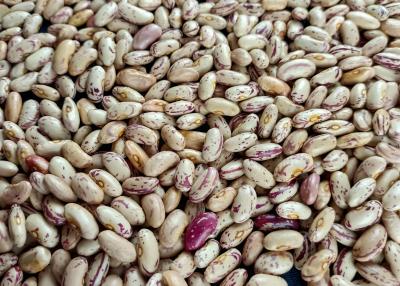 Chine Des haricots nains sont exportés vers le Yémen à vendre