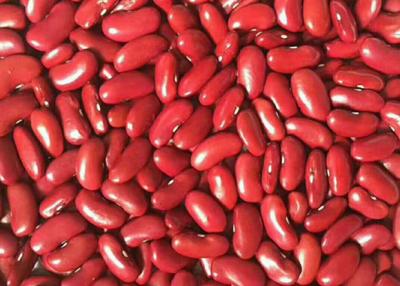 Chine Haricots rouges exportés au Yémen à vendre