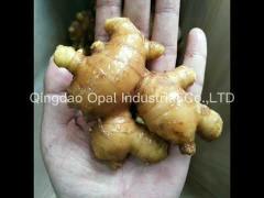 Chinese  Air Dried Ginger