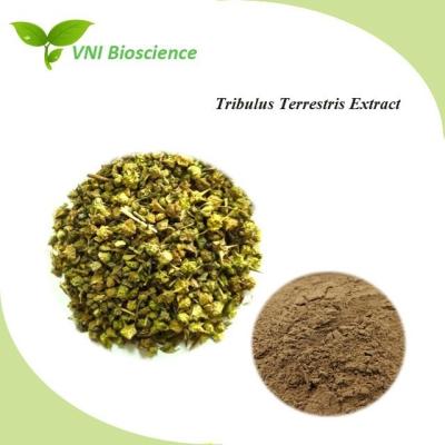 China Natural Herbal Extract Plant Powder Tribulus Terrestris Extract for sale