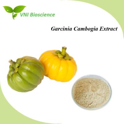 Chine Poudre d'extrait de Garcinia Cambogia naturel pour dilatation des vaisseaux sanguins à vendre