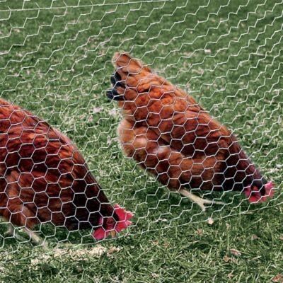 China 12M PVC Galvanized Hexagonal Wire Netting mesh For Poultry Farm for sale