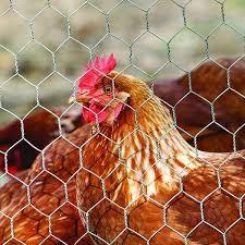 China 10M chicken cage wire mesh 4feet gabion hexagonal wire mesh for sale