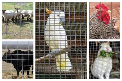 China Criação de animais soldada de Mesh Roll Used In Animal do fio à venda