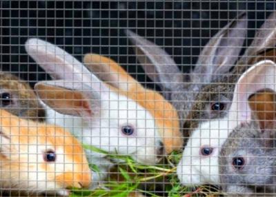 China De roestvrije 48x100-Gegalvaniseerde Draad Mesh Roll For Rabbit Cage van de Hardwaredoek Broodje Te koop