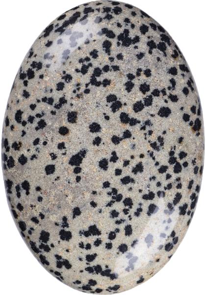 Quality Natural Polished Dalmatian Jasper Palm Stone Oval Shaped Dalmatian Crystal Energy Stone for Buildings Decoration for sale