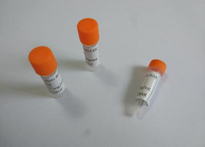 中国 反PPXマウスのモノクローナル抗体の反Propoxyphene 販売のため