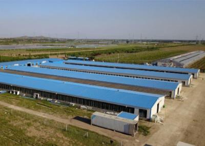 Chine Chambre de poulet en acier protégeant du vent galvanisée de Chambre de volaille de structure métallique à vendre