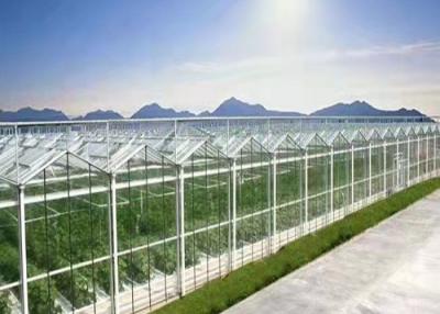 China Daman Venlo Glass Greenhouse Mass Planting Of Tomatoes Hot Dip Galvanized for sale