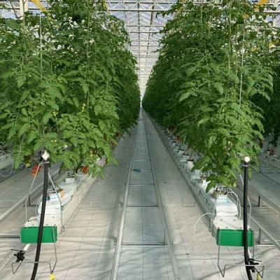 China Experiment teaching tomato growing in glass greenhouse for sale