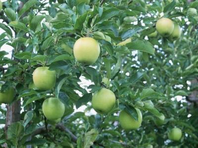 China Apple Root Extract Phloridzin 95% 98% for sale