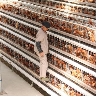 China 96-160 Birds A Type Poultry Cage Full Automatic High Rearing Efficiency for sale