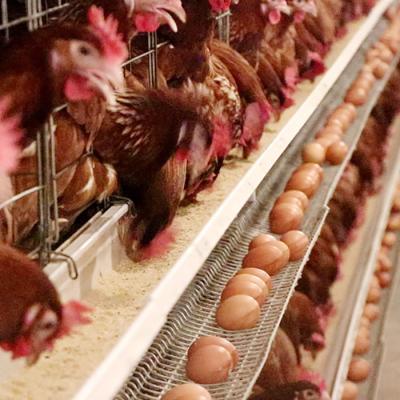 Китай Материал Гавальнизед силы батареи клетки цыпленка слоя фермы большой емкости горячий окунутый продается