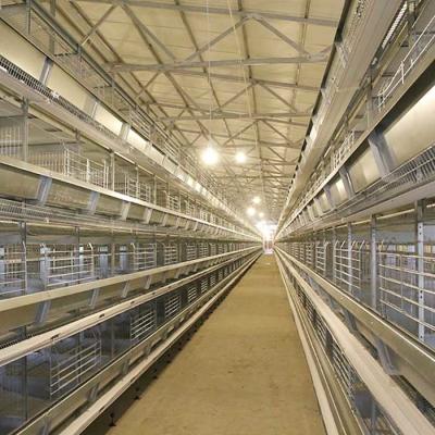 Cina Sistema automatico della gabbia di strato dell'uovo del pollo della batteria dell'attrezzatura di avicoltura di strato in vendita