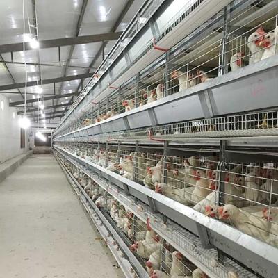 China 120 * 60 * 70cm Poultry Chicken Cage Automatic Control Labor Saving Eco Friendly for sale