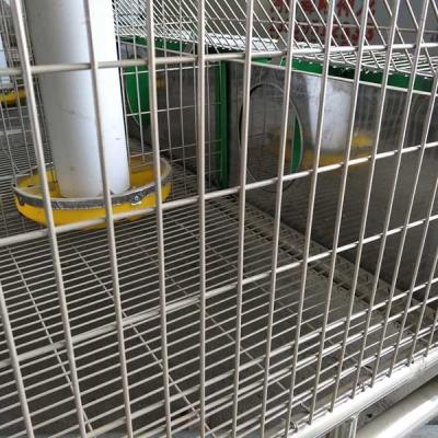 China Hot Dipped Galvanized 24 Cells Farm Rabbit Cage With Automatic Cleaning System for sale