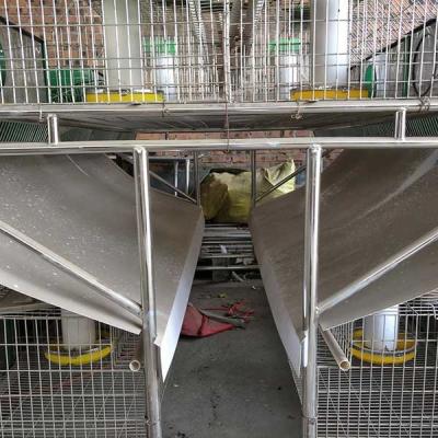 China Stable Farm Rabbit Cage Automatic Drinking / Cleaning 25 Years Use Life for sale