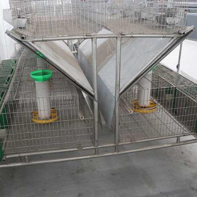 China Automatic Galvanized Rabbit Cages , Female Rabbit 24 Cells Modern Rabbit Cage for sale