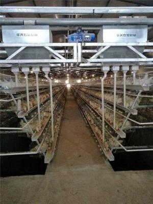 China Electrostatic Spray Automatic Poultry Feeder System Fast PE Pipe Conveying for sale