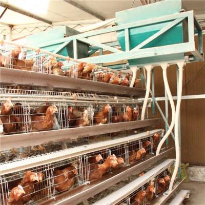 China High Density Poultry Feeding Equipment , Broiler Automatic Feeder Energy Saving for sale