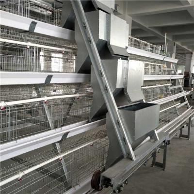 China High Performance Automatic Poultry Feeder System Modern Control Easy Operation for sale