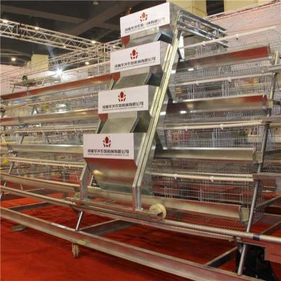 China Alimentador autoalimentador del pollo de la granja, máquina de alimentación automática grande para las aves de corral en venta