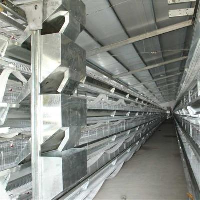 China Commercial Automated Poultry Feeding System , Broiler Chicken Farm Equipment for sale