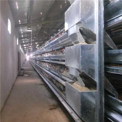 China Smooth Running Automatic Poultry Feeder System High Degree Efficiency For Farm for sale